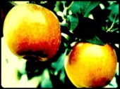 ǰ - ȫ