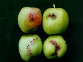 사과과실해충 - 잎말이나방