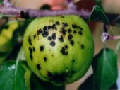 사과잎병해 - 검은별무늬병