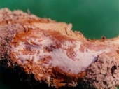 사과뿌리병해 - 흰날개무늬병