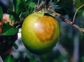 사과뿌리병해 - 역병