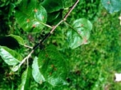 사과잎병해 - 점무늬낙엽병